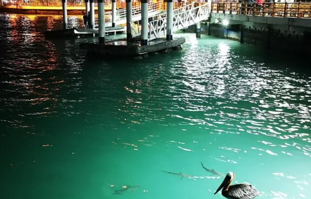 Galapagos Islands with children: 5 exciting activities