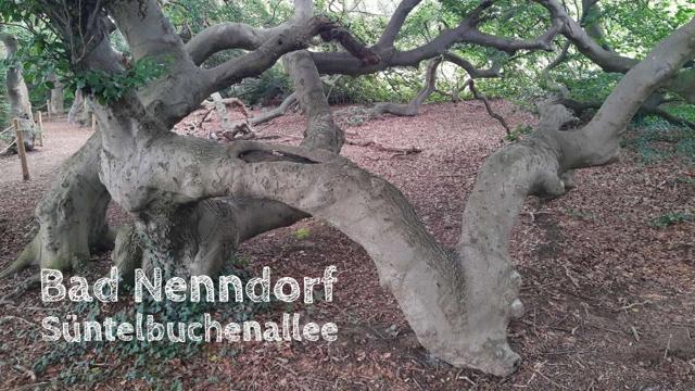 Bad Nenndorf: Mysterious Süntel beeches and other treasures