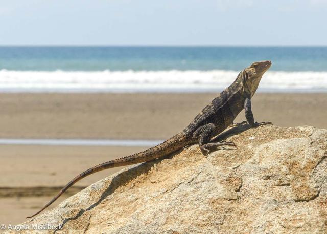 Costa Rica's Wildlife: 10 Cool Animals and Where to See Them