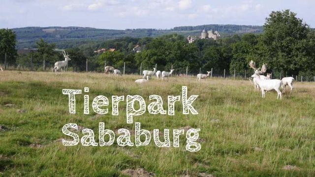 Sababurg Zoo: Visit the oldest zoo in the world