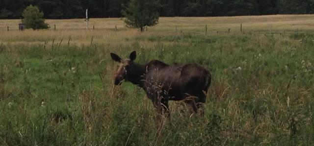 Short tip: Schorfheide Wildlife Park with kids