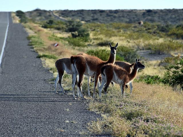 Puerto Madryn with kids: 4 fun kids' activities!