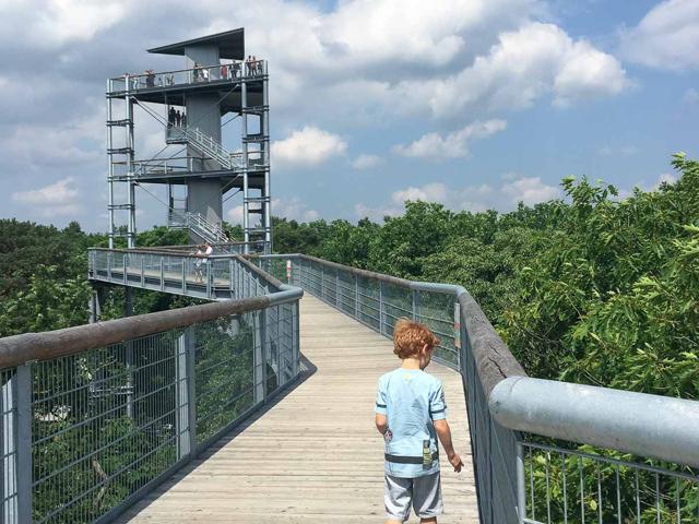 Exhilaration on the treetop walk: Which is the most beautiful in Germany?