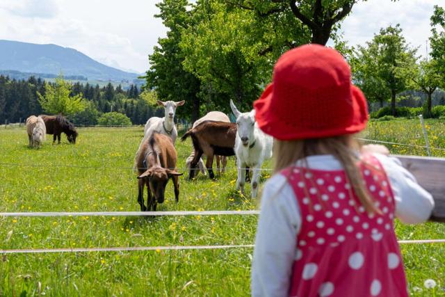 Goat hike with children in Chiemgau